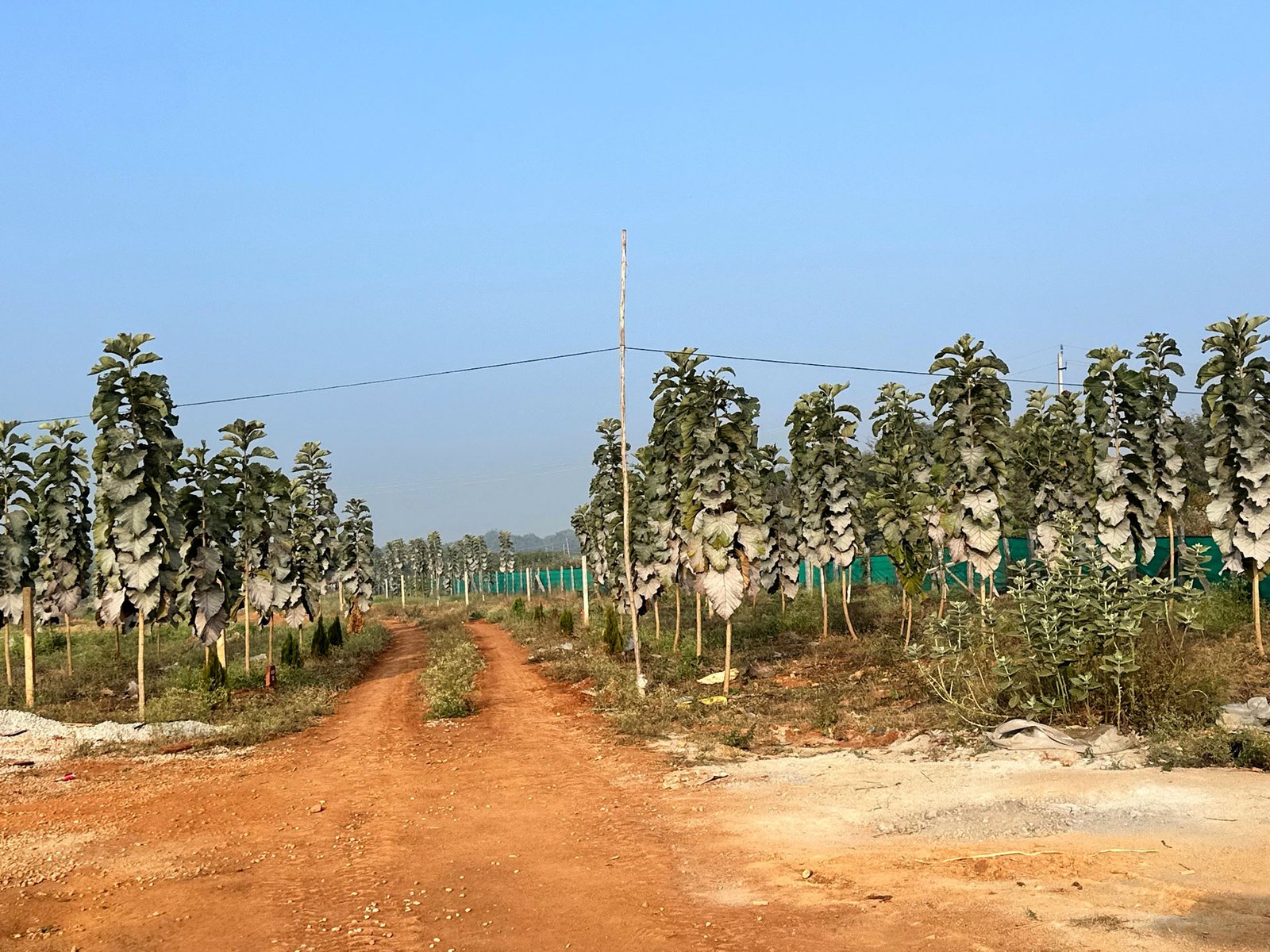 Panchavati Smart Farms